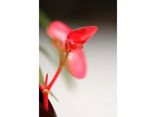 CANON 4729C005, 25,8 megapixel